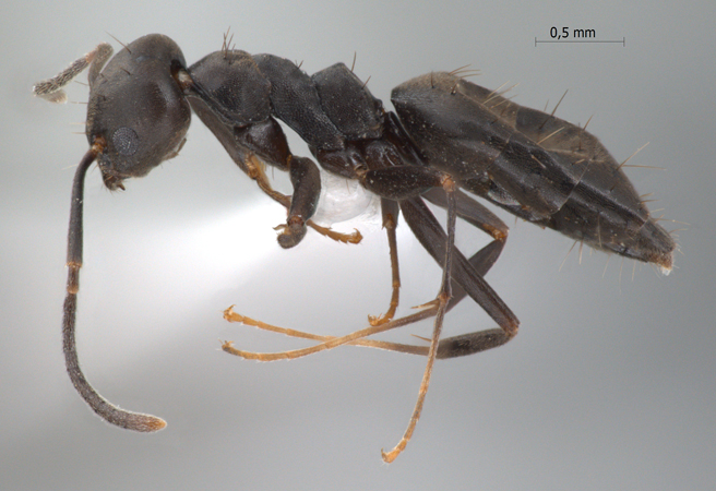 Technomyrmex subgracilis Bolton, 2007 lateral