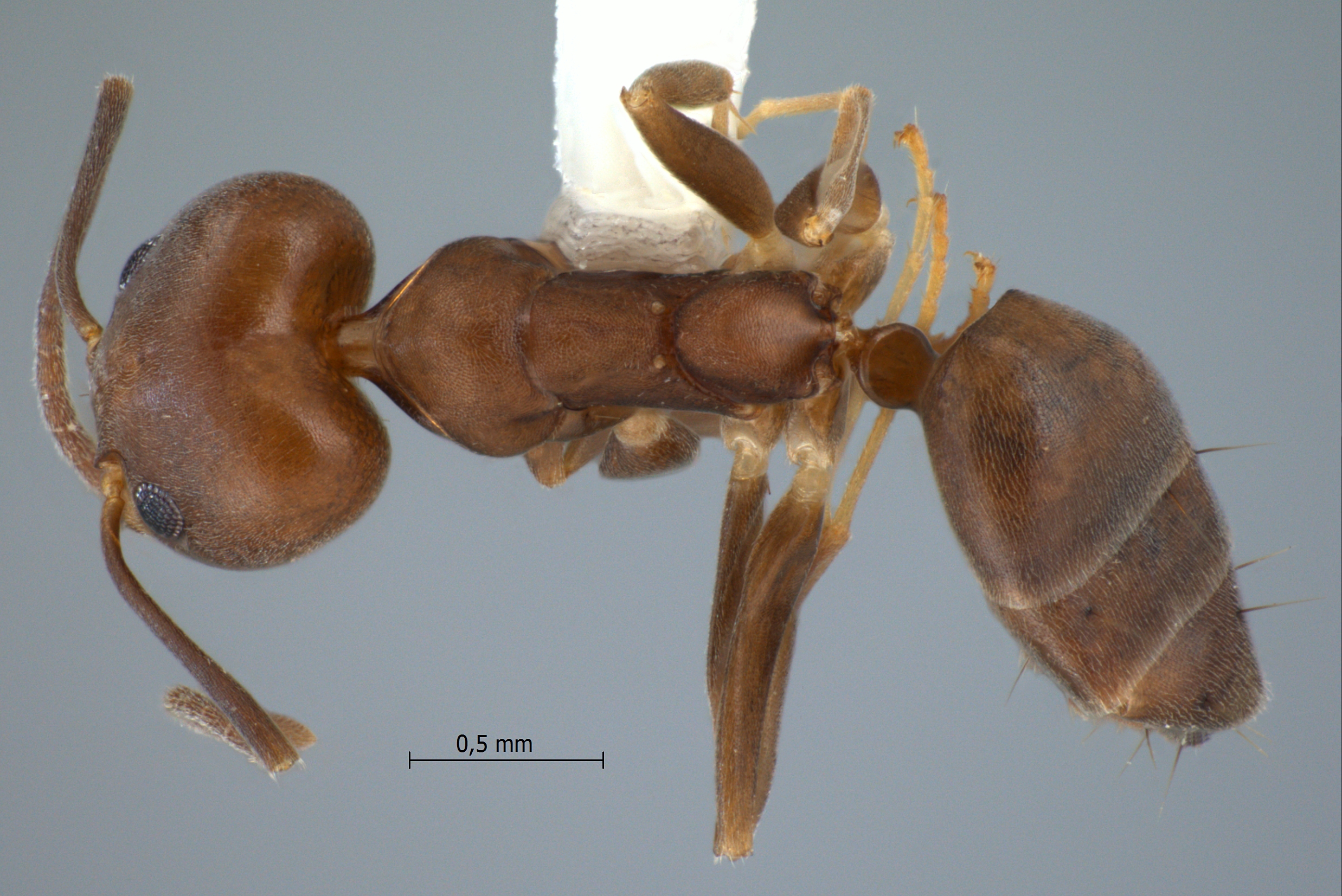 Technomyrmex sundaicus Emery, 1900 dorsal