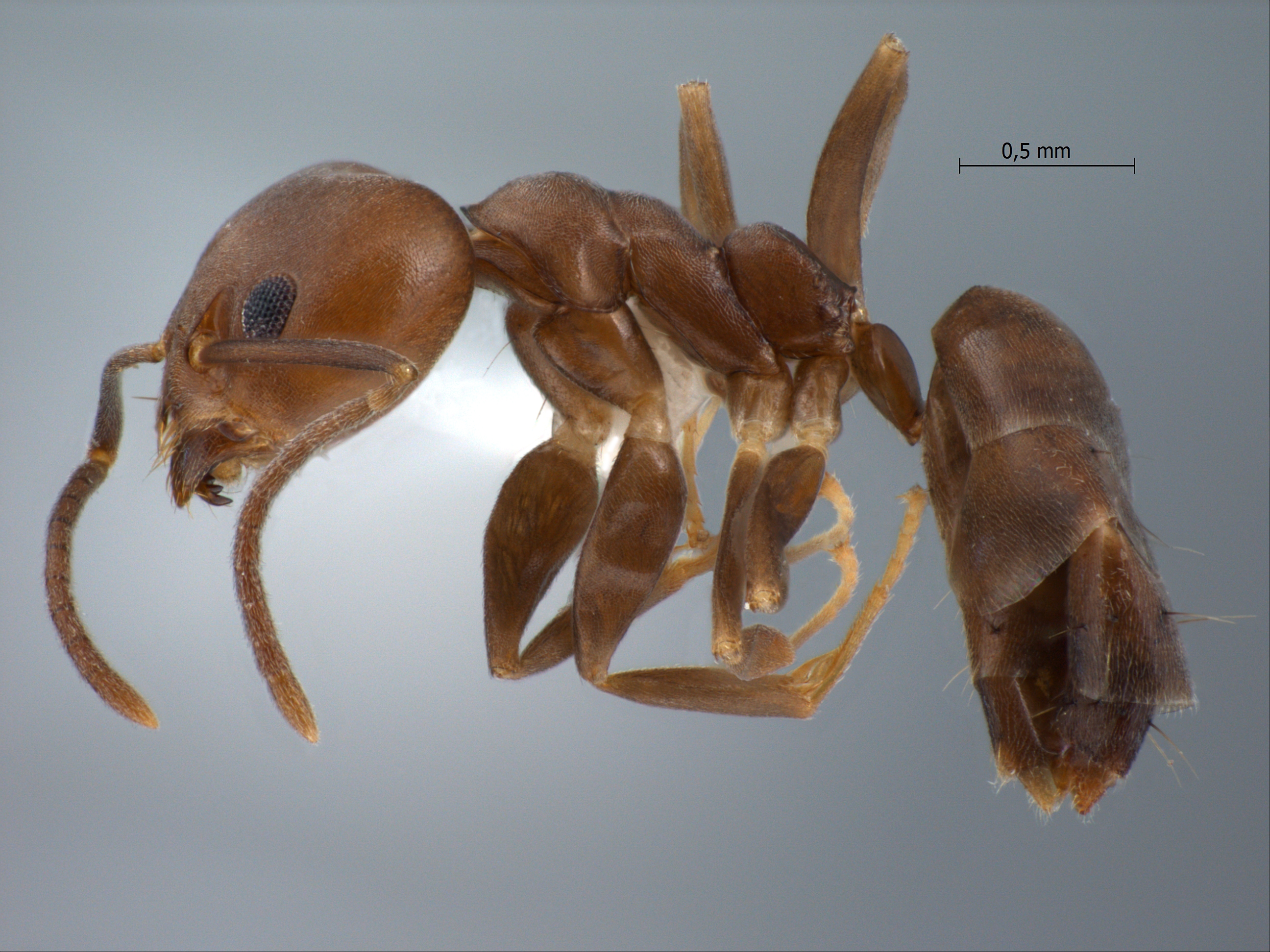 Technomyrmex sundaicus Emery, 1900 lateral
