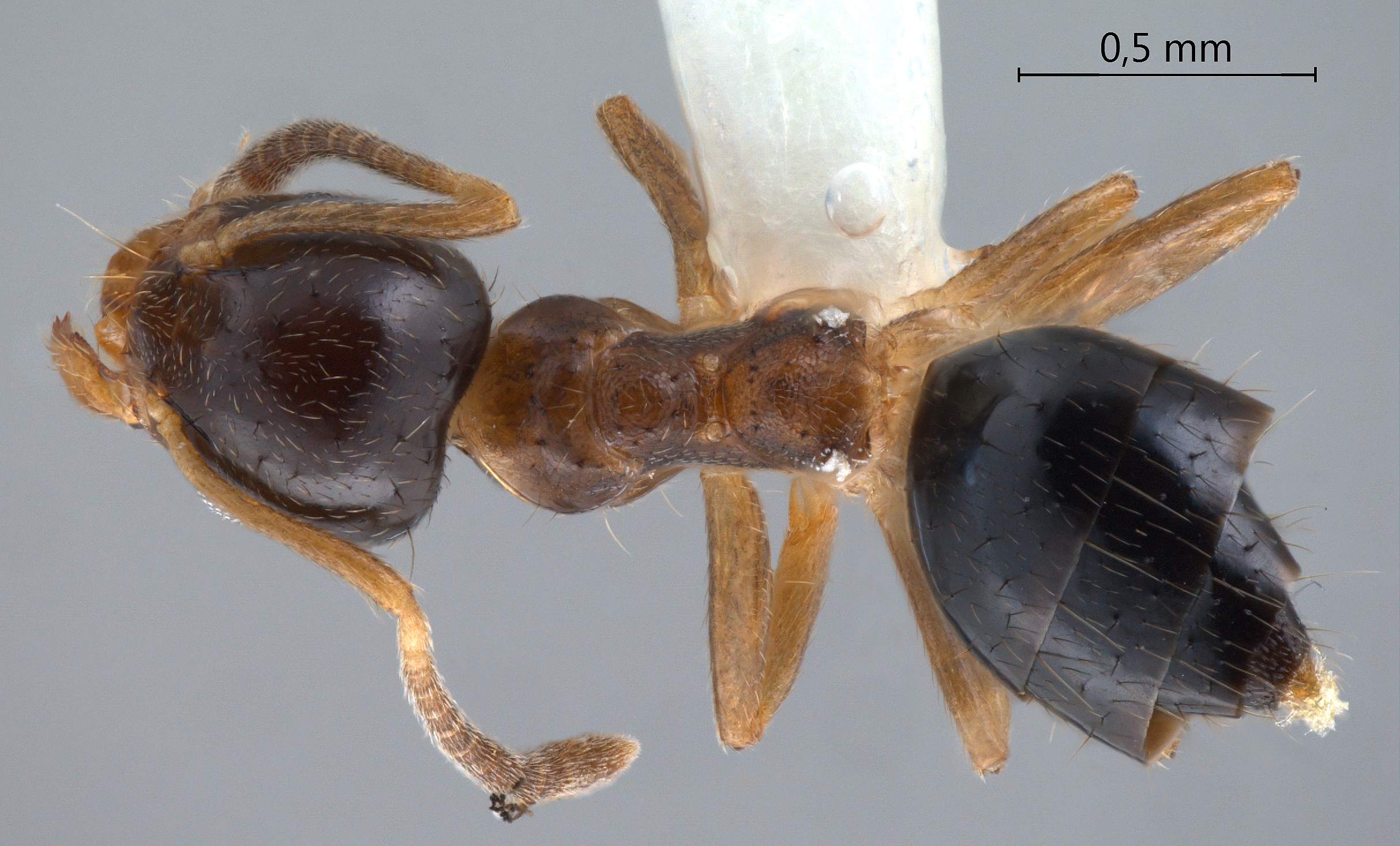 Technomyrmex tatius Bolton, 2007 dorsal