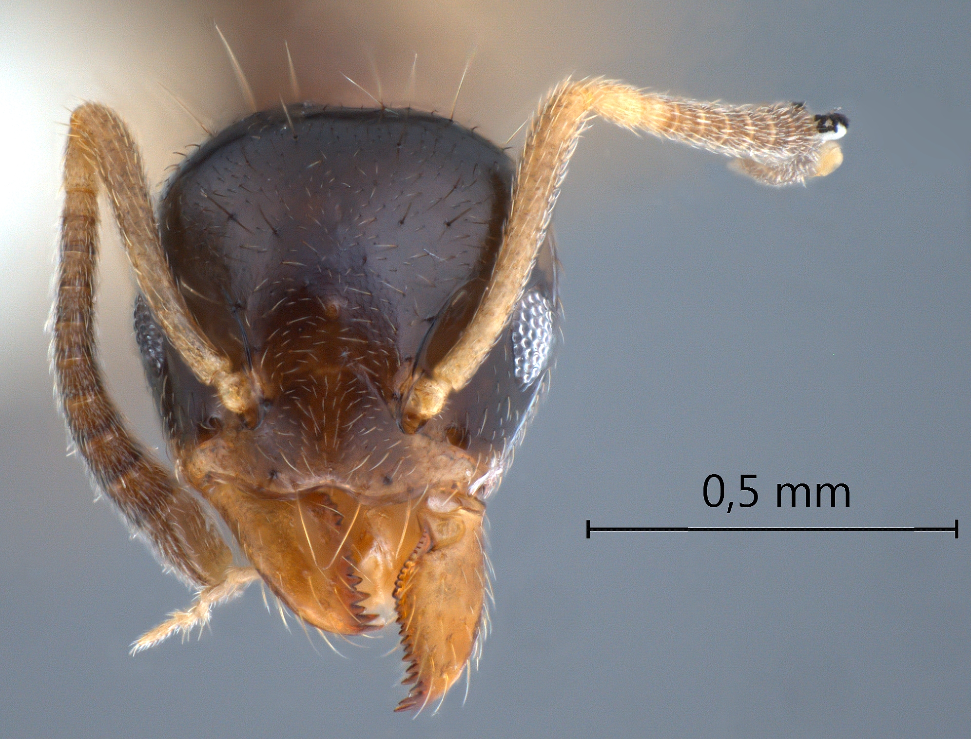 Technomyrmex tatius Bolton, 2007 frontal