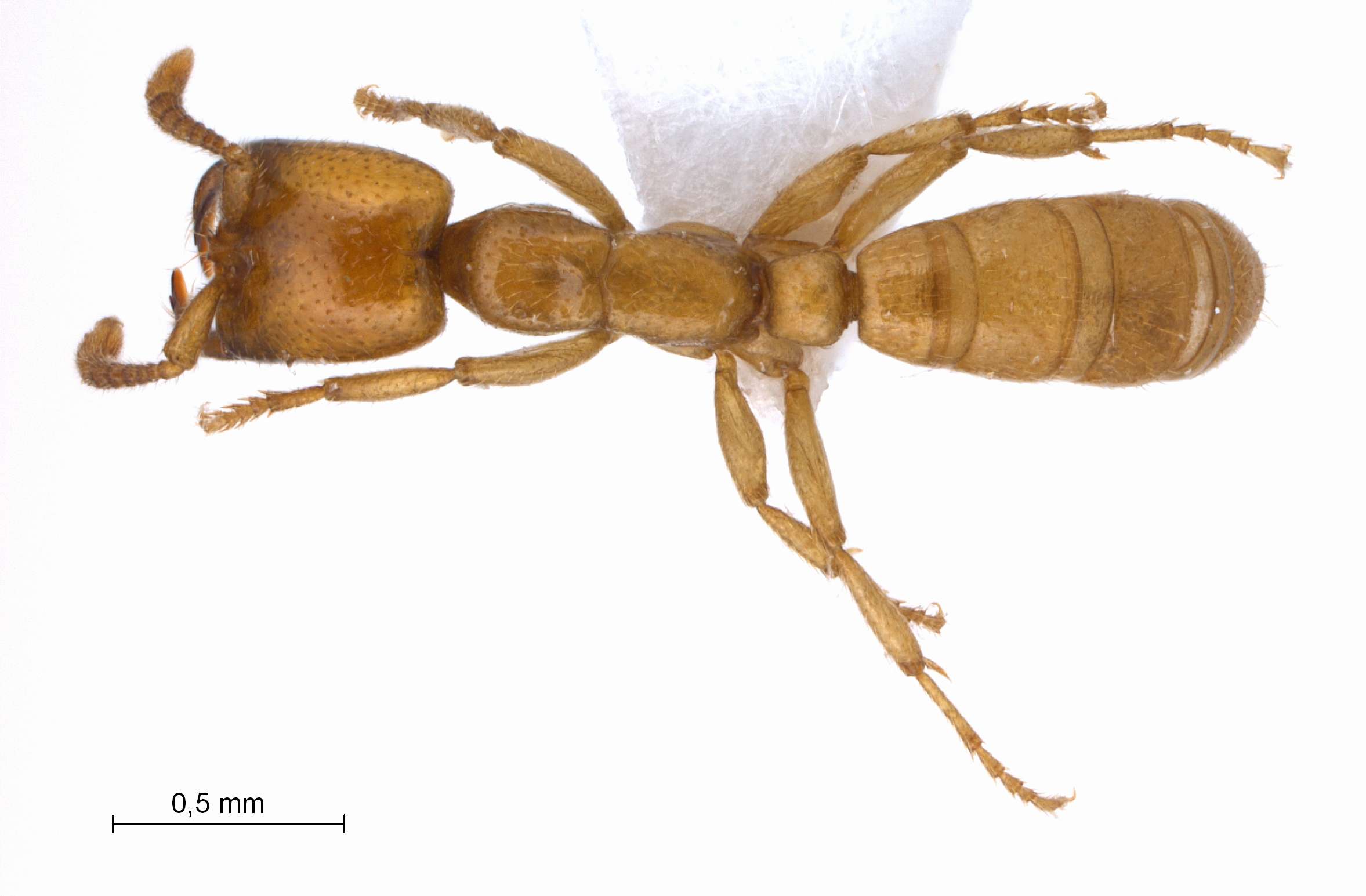 Dorylus affinis Shuckard,1840 dorsal