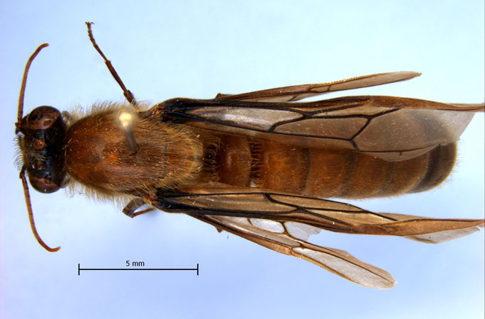 Dorylus laevigatus gyne Smith, 1878 dorsal