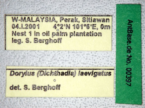 Dorylus laevigatus major Smith, 1878 Label