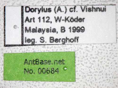 Dorylus vishnui Wheeler,1913 Label