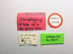 Gnamptogenys biloba Lattke, 2004 Label