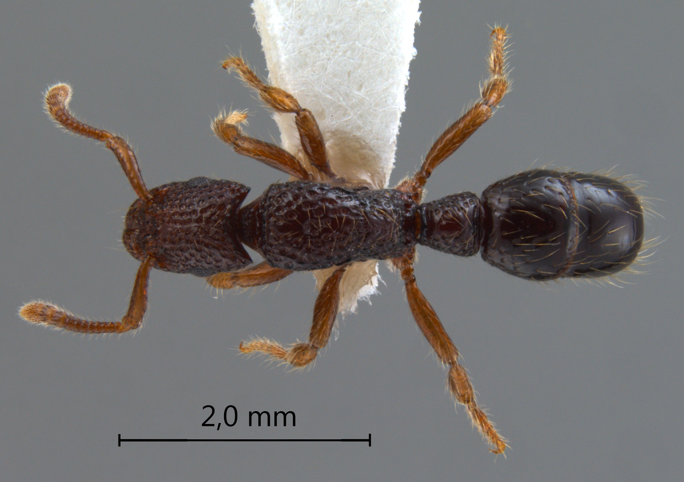 Gnamptogenys lacunosa Lattke, 2004 dorsal