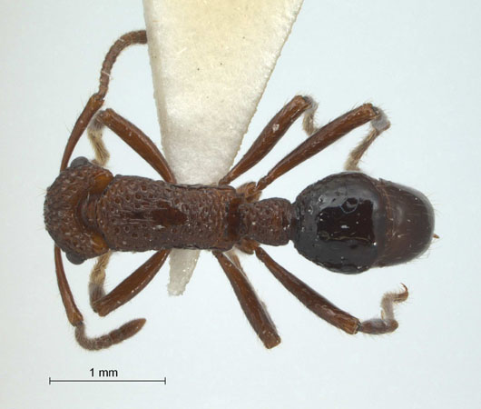 Gnamptogenys menadensis Mayr,1887 dorsal