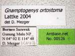 Gnamptogenys ortostoma Lattke, 2004 Label