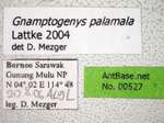 Gnamptogenys palamala Lattke, 2004 Label