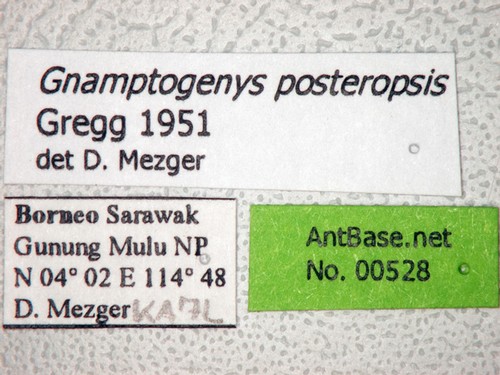 Gnamptogenys posteropsis Gregg, 1951 Label