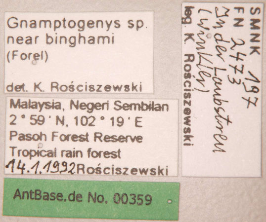 Gnamptogenys sp. near binghamii queen Forel,1900 unbekannt