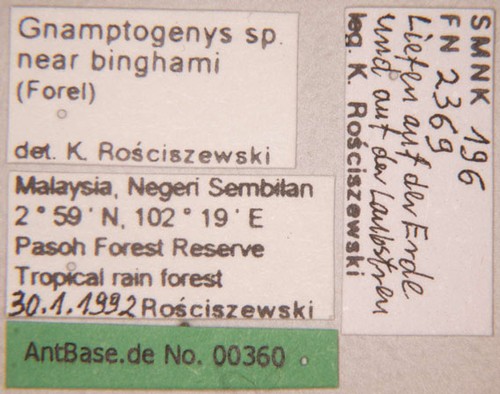 Gnamptogenys sp. near binghamii worker Forel,1900 unbekannt