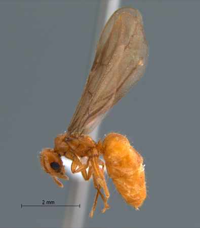 Acropyga acutiventris Roger, 1862 lateral