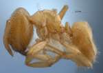 Acropyga butteli Forel, 1912 lateral