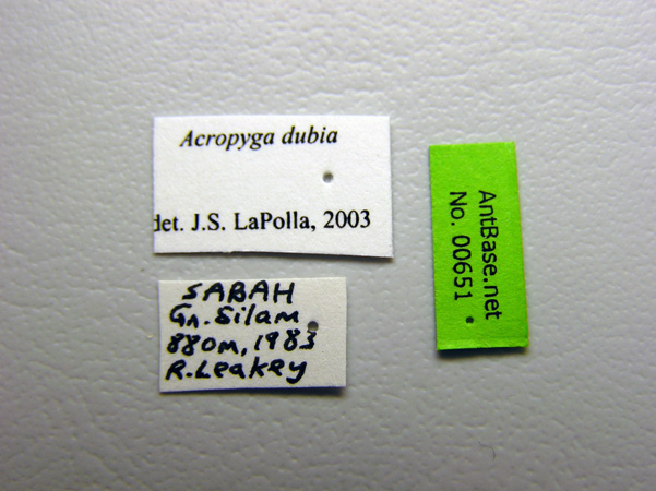 Acropyga dubia Karavaiev, 1933 Label