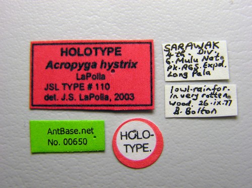 Acropyga hystrix LaPolla, 2004 Label