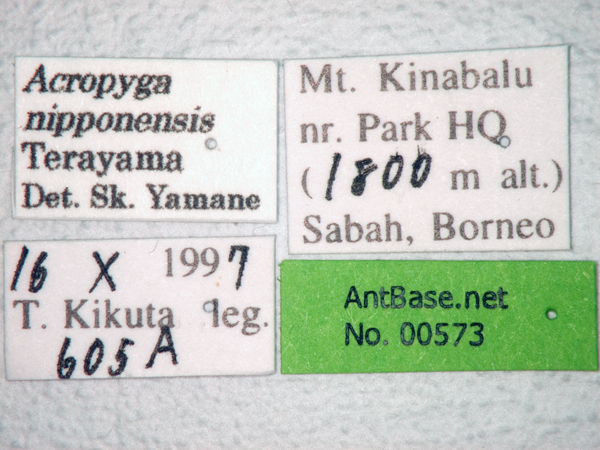 Acropyga nipponensis Terayama, 1985 Label