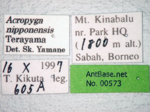 Acropyga nipponensis Terayama, 1985 Label