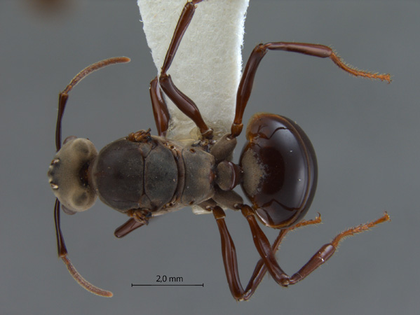 Bregmatomyrma carnosa Wheeler, 1929 dorsal