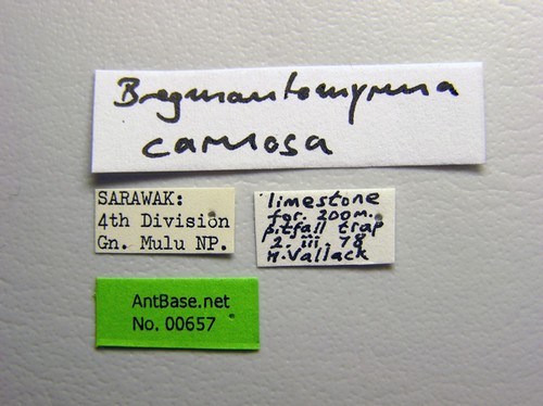 Bregmatomyrma carnosa Wheeler, 1929 Label