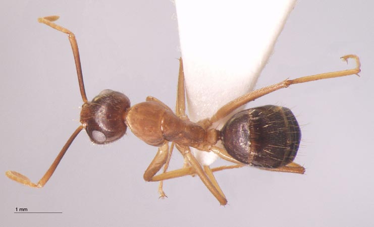 Camponotus arrogans Smith, 1858 dorsal