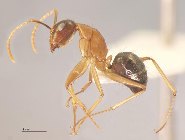 Camponotus arrogans Smith, 1858 lateral