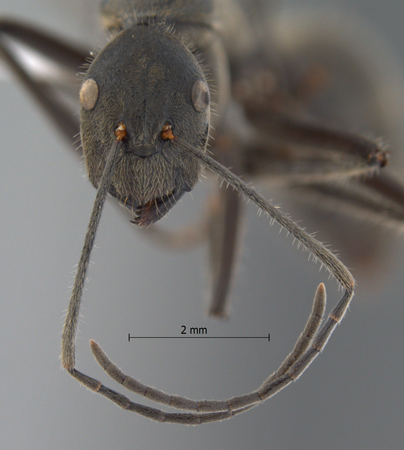 Camponotus auriventris Emery, 1889 frontal
