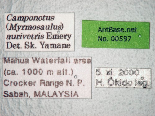 Camponotus auriventris Emery, 1889 Label