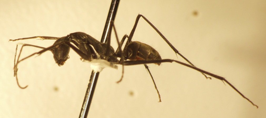 Camponotus camelinus Smith,1857 lateral