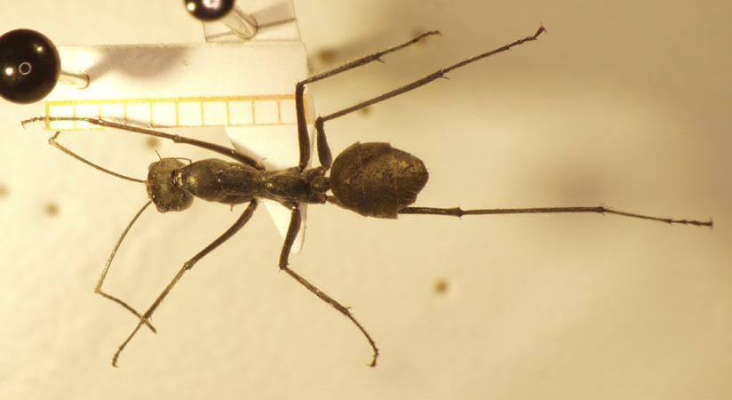 Camponotus camelinus Smith,1857 dorsal