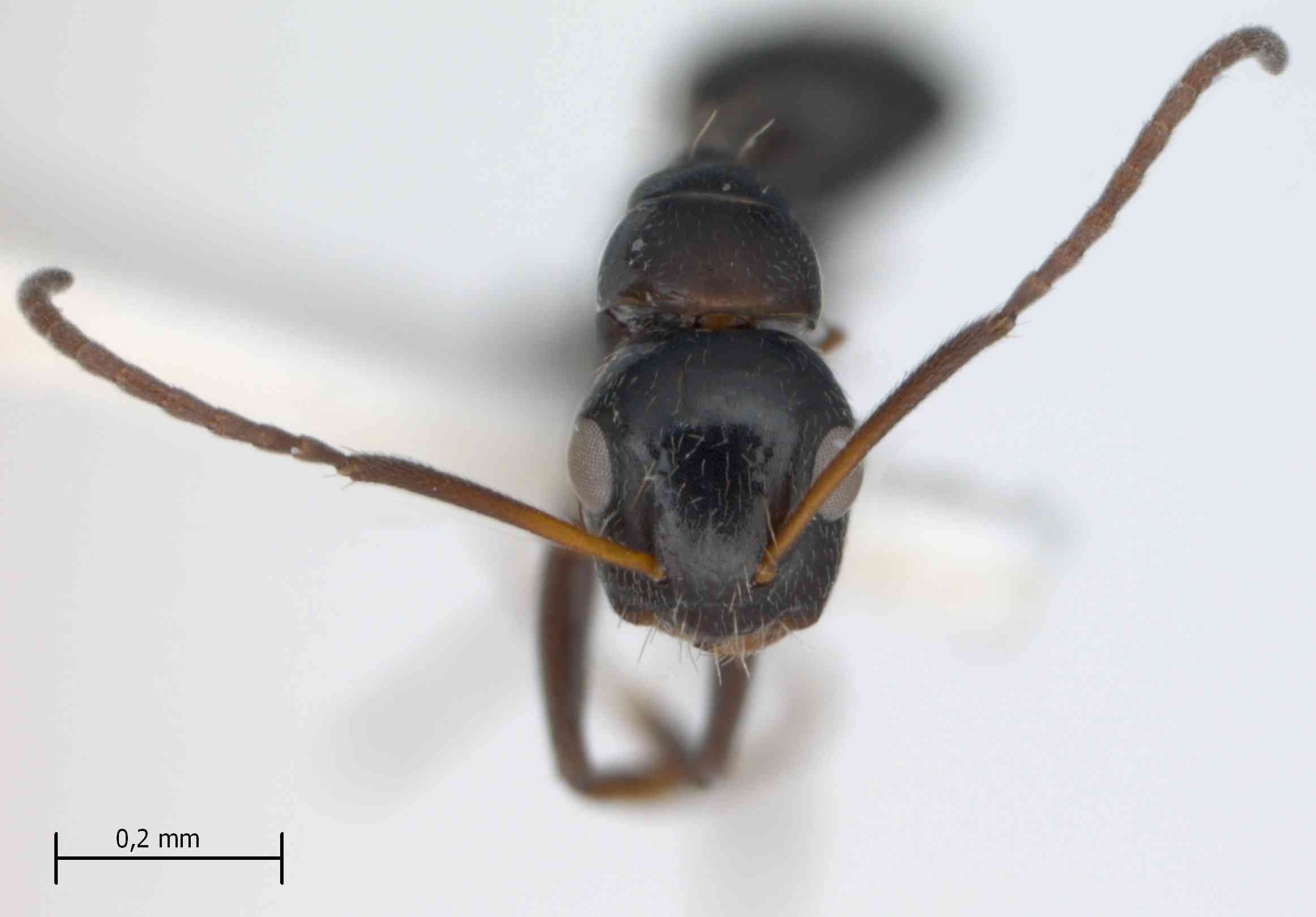 Camponotus reticulatus Roger, 1863 frontal