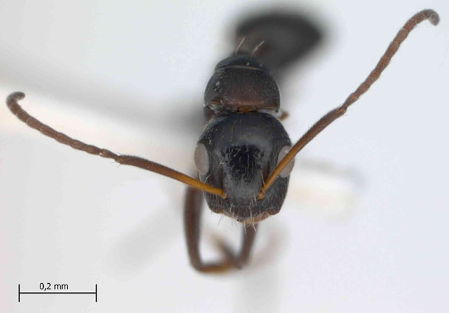 Camponotus reticulatus Roger, 1863 frontal