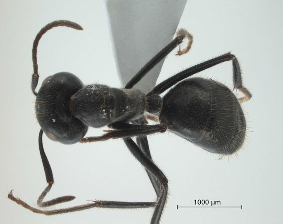 Camponotus sp 69 of SKY S.Yamane dorsal