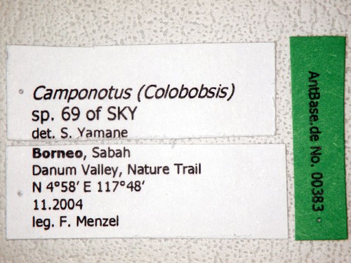 Camponotus sp 69 of SKY S.Yamane Label