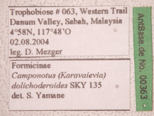 Camponotus dolichoderoides Forel, 1911 Label
