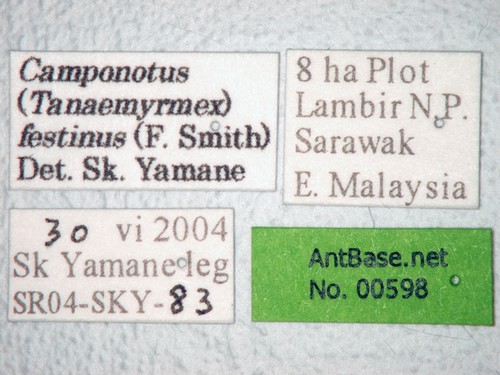 Camponotus festinus Smith, 1857 Label