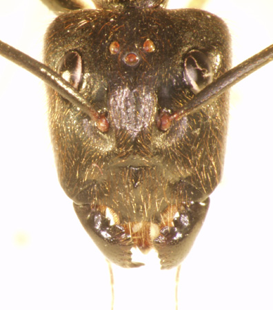 Camponotus gigas Latreille,1802 frontal