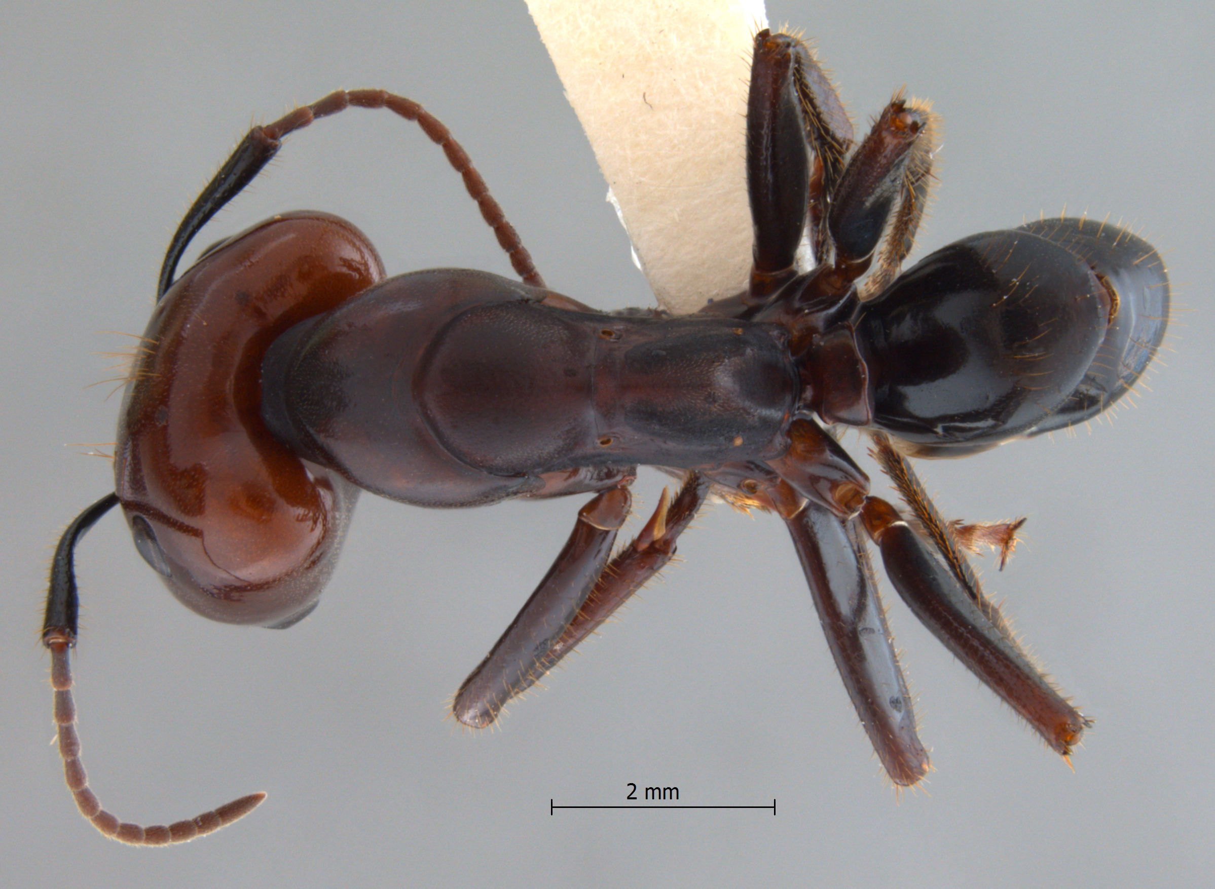 Camponotus gilviceps Roger, 1857 dorsal