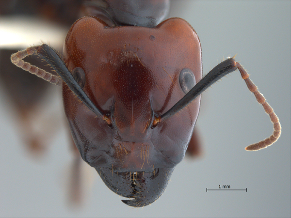 Camponotus gilviceps Roger, 1857 frontal