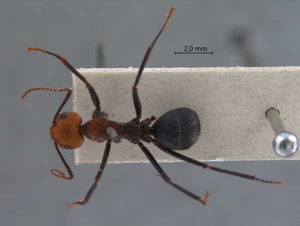 Camponotus irritabilis Smith, 1857 dorsal