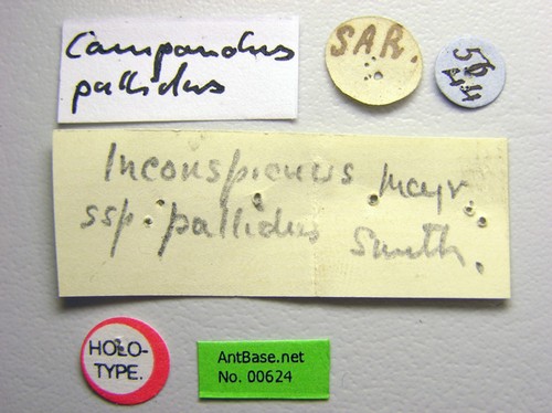 Camponotus irritans pallidus Smith, 1857 Label