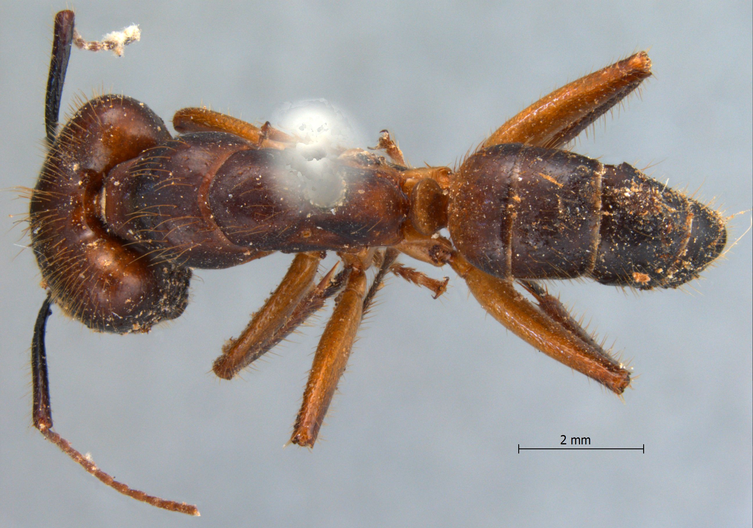 Camponotus misturus fornaronis Forel, 1892 dorsal