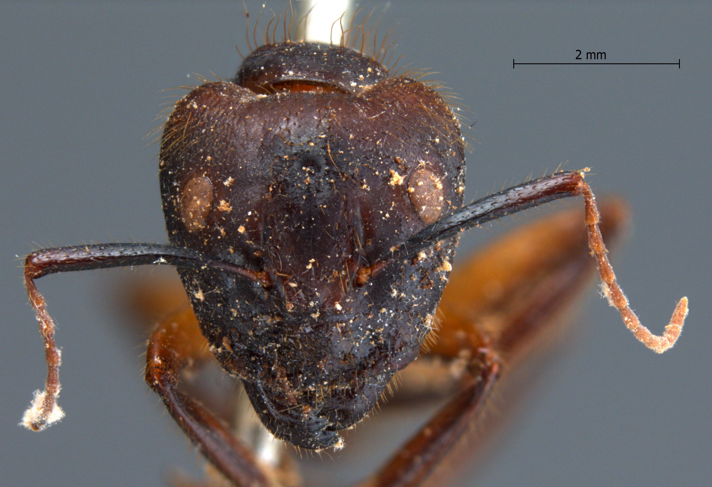 Camponotus misturus fornaronis Forel, 1892 frontal