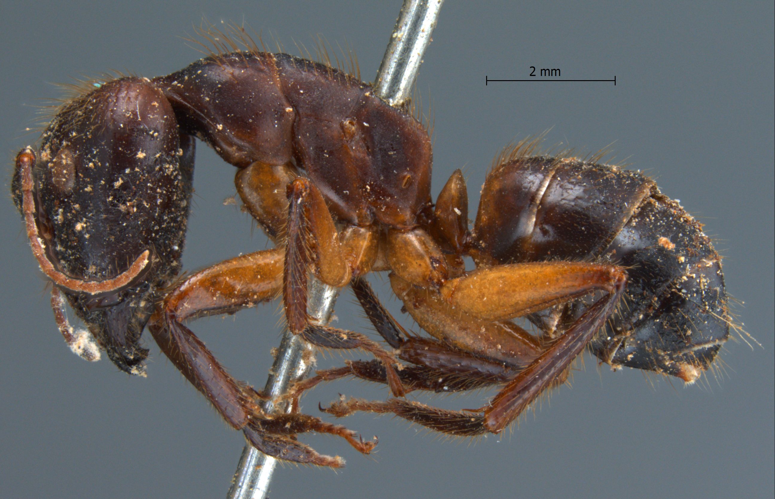 Camponotus misturus fornaronis Forel, 1892 lateral