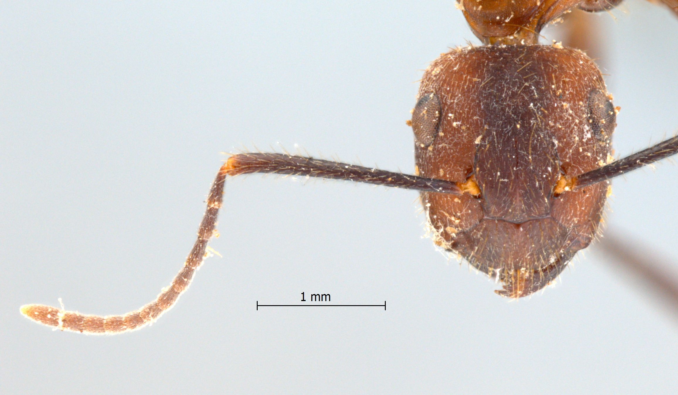 Camponotus misturus Smith, 1857 frontal