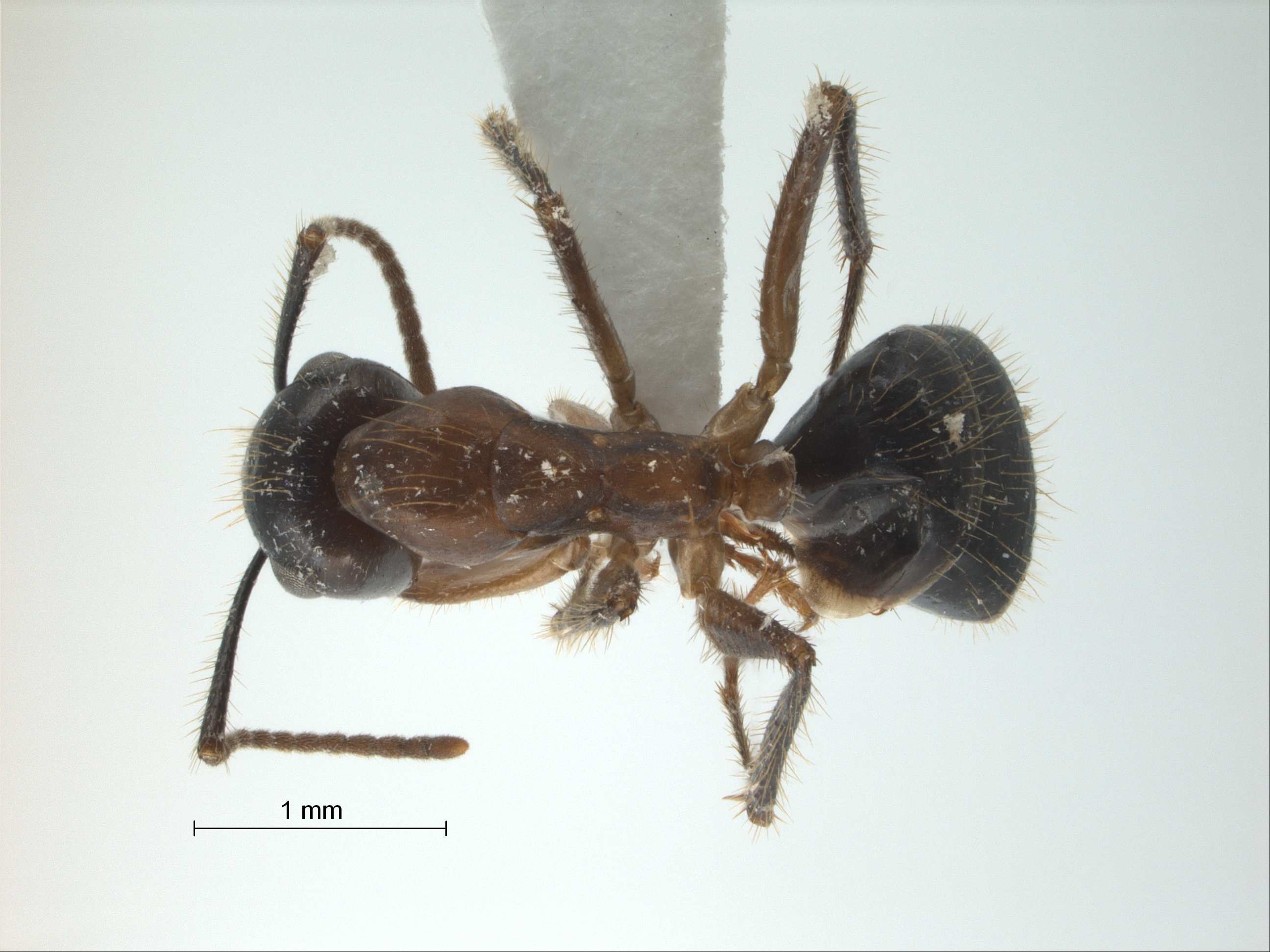 Camponotus rufifemur Emery,1900 dorsal