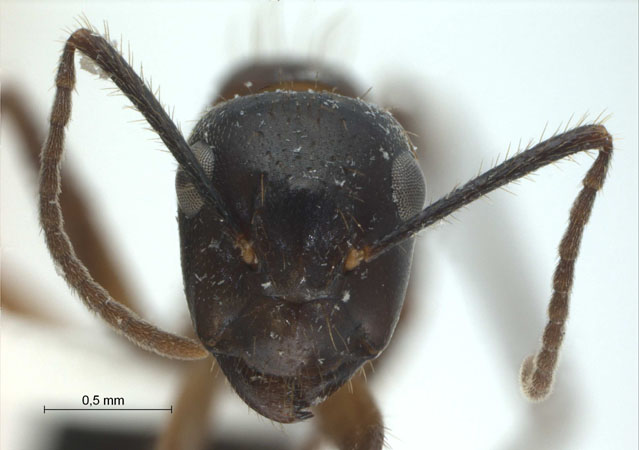 Camponotus rufifemur Emery,1900 frontal