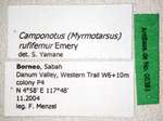 Camponotus rufifemur Emery,1900 Label