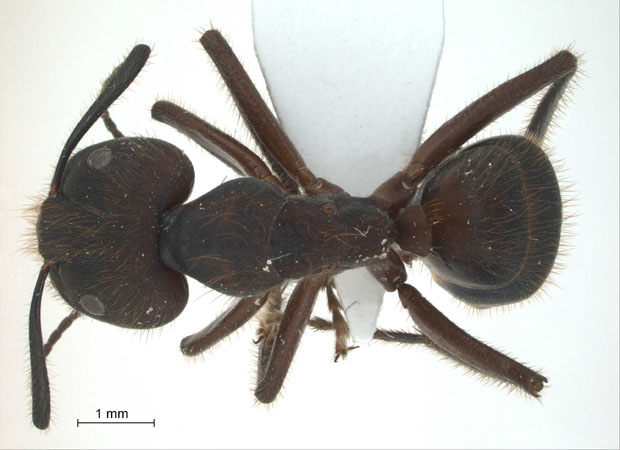Camponotus sp. 5 of SKY dorsal